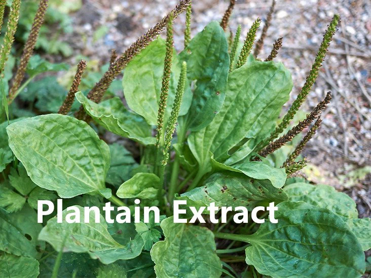 Plantain Extract.png